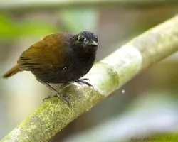 Myrmeciza exsul