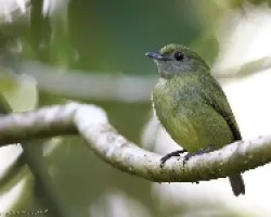 Corapipo altera