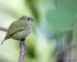 Corapipo altera