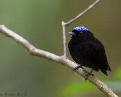 Pipra coronata