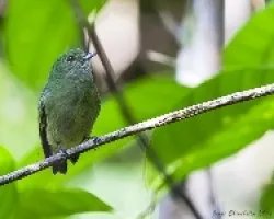 Pipra coronata