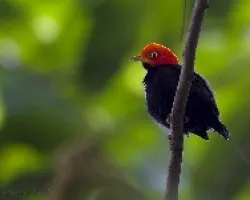 Pipra mentalis