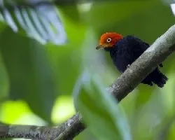 Pipra mentalis
