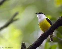 Manacus candei