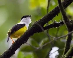 Manacus candei
