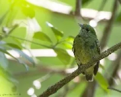 Pipra coronata