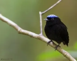 Pipra coronata