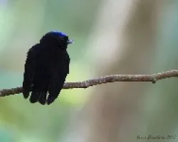 Pipra coronata