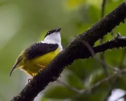 Manacus candei