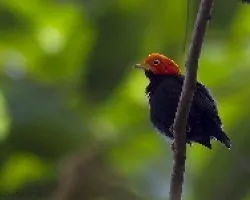 Pipra mentalis