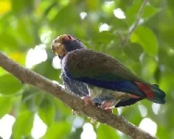 Pionus senilis