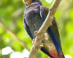 Pionus senilis