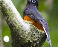Trogon bairdii