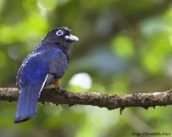 Trogon bairdii
