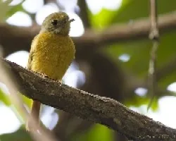 Terenotriccus erythrurus