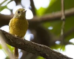 Terenotriccus erythrurus