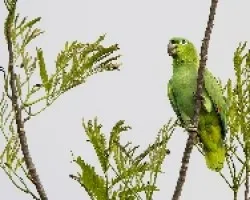 Amazona farinosa