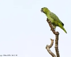 Amazona farinosa