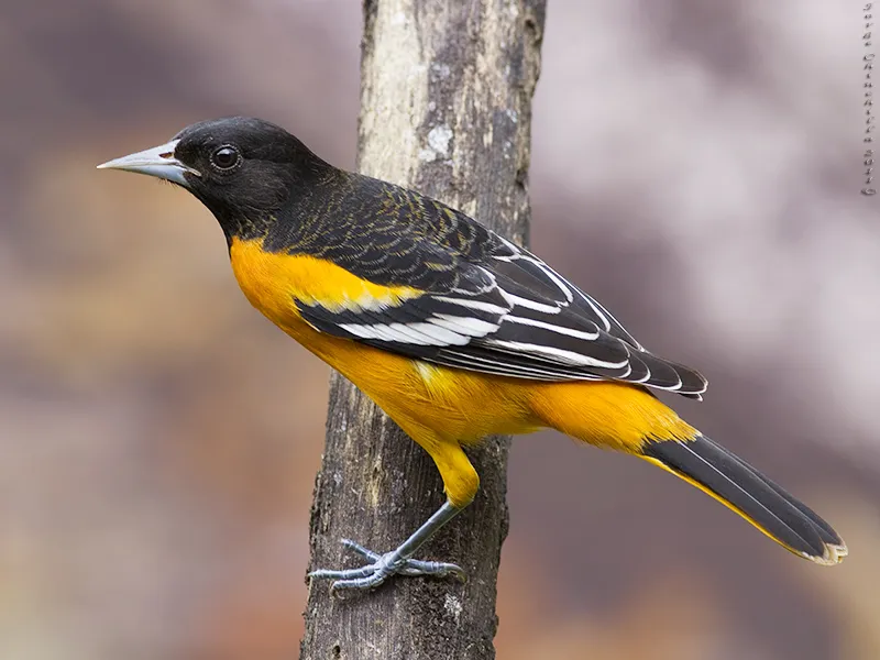 La Garita, Alajuela, Costa Rica