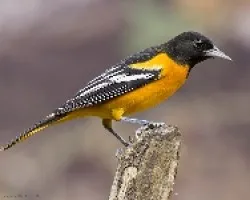 Icterus galbula