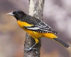Icterus galbula