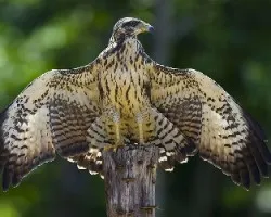 Buteogallus subtilis juvenil