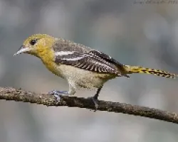 Icterus galbula
