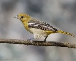 Icterus galbula