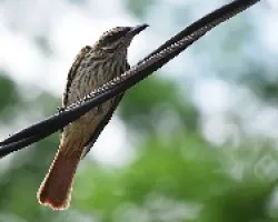 Myiodynastes maculatus