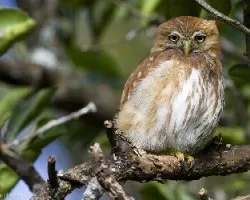 Glaucidium brasilianum