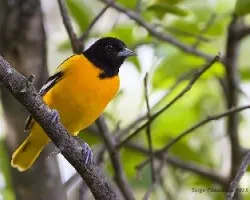 Icterus galbula