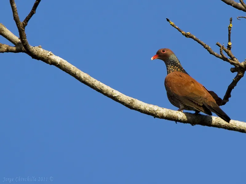 Rancho La Merced, Uvita, Puntarenas, Costa Rica