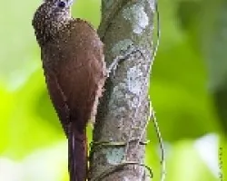 Xiphorhynchus susurrans