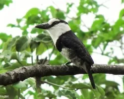 Notharchus macrorhynchos