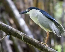 Nycticorax nycticorax