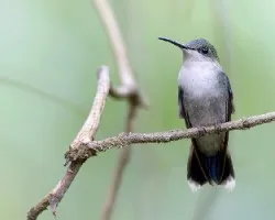 Thalurania colombica