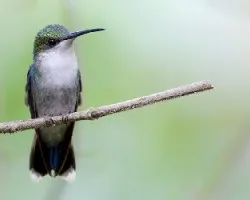 Thalurania colombica
