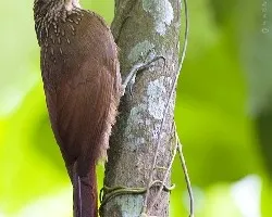 Xiphorhynchus susurrans