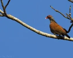 Columba speciosa