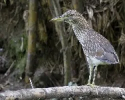 Nycticorax nycticorax