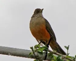 Turdus rufiventris