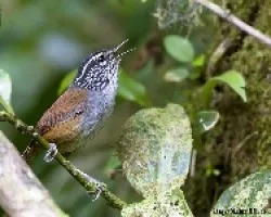 Henicorhina leucophrys