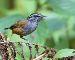Henicorhina leucophrys