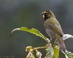 Tiaris olivaceus