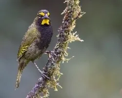 Tiaris olivaceus