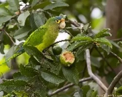 Aratinga canicularis