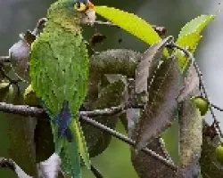 Aratinga canicularis