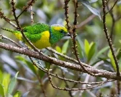 Chlorophonia callophrys