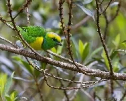 Chlorophonia callophrys