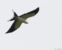 Elanoides forficatus